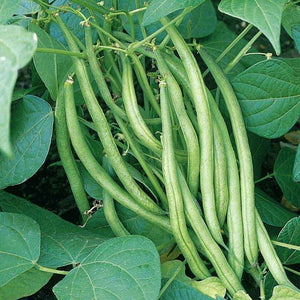 Tender green bush bean - beyond organic seeds