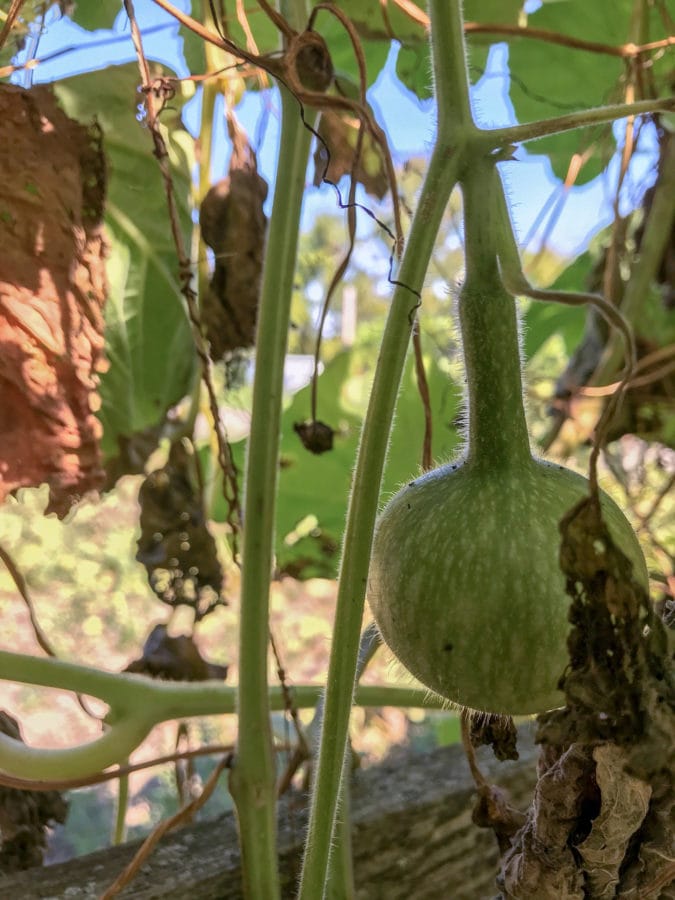 Extra long dipper gourd - beyond organic seeds
