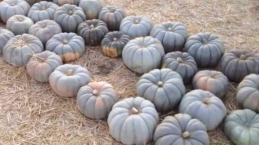 Jarrahdale Pumpkin - beyond organic seeds