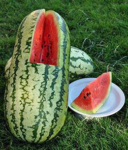 Jubilee Heirloom Watermelon - beyond organic seeds