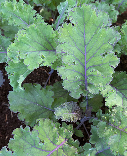 Scarlet kale - beyond organic seeds