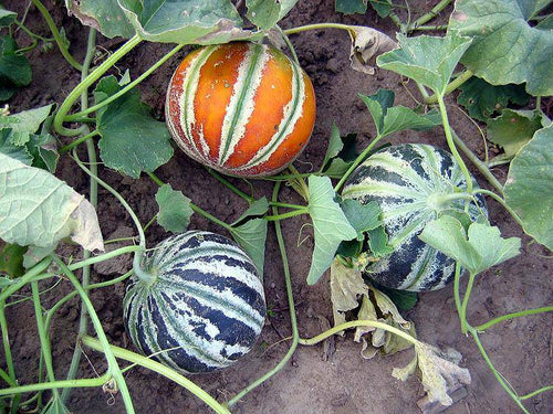 Kajari Heirloom Melon - beyond organic seeds