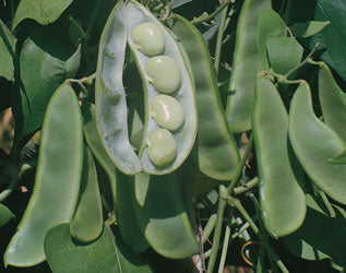King of the garden lima pole beans