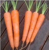 Kuroda Long Carrot - beyond organic seeds