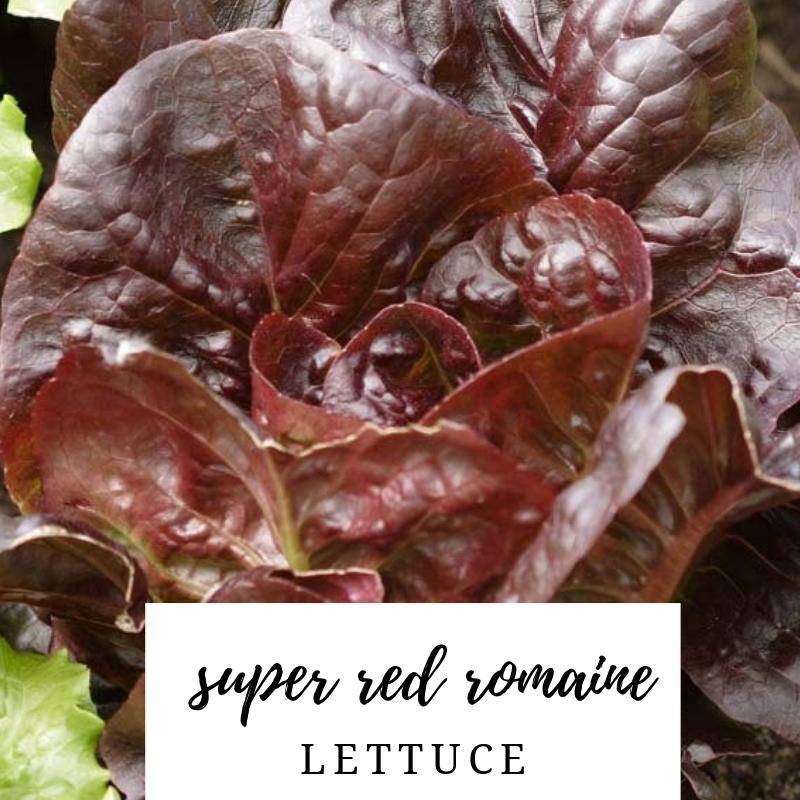 Super Red Romaine Lettuce - beyond organic seeds