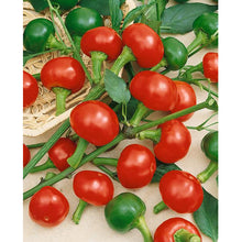 Red cherry hot peppers - beyond organic seeds