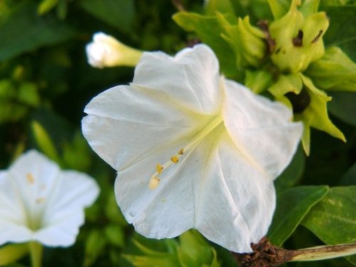 White 4 o'clock flower