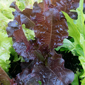 Red oak leaf lettuce - beyond organic seeds