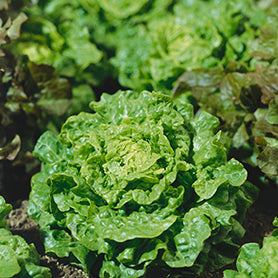 Lettuce all the year round - beyond organic seeds