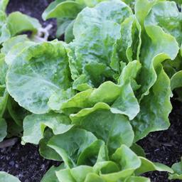 Lettuce all the year round - beyond organic seeds