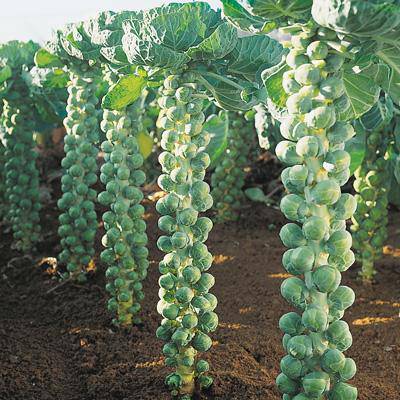 Long Island Improved Brussel Sprouts - beyond organic seeds