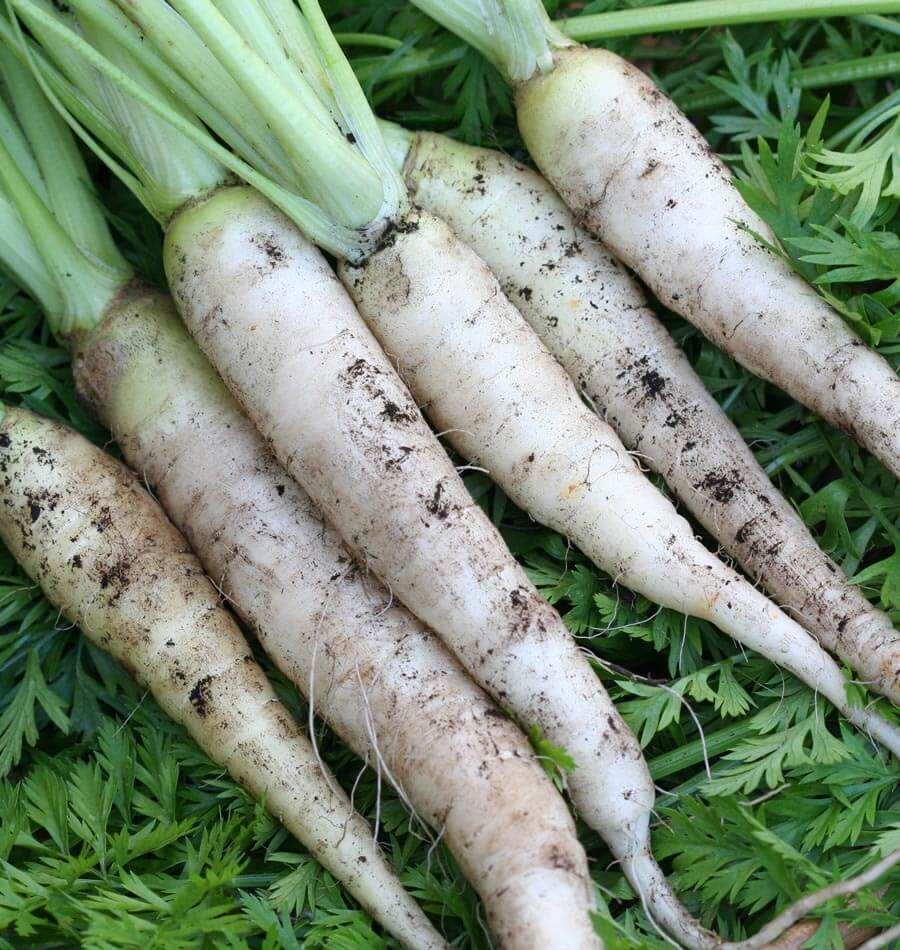 Lunar White Carrot - beyond organic seeds