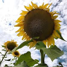 Mammoth Sunflower - beyond organic seeds
