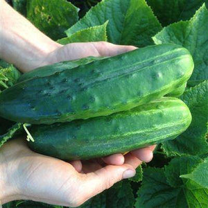 Marketmore 76 Cucumber - beyond organic seeds