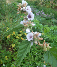 Marshmellow herb - beyond organic seeds