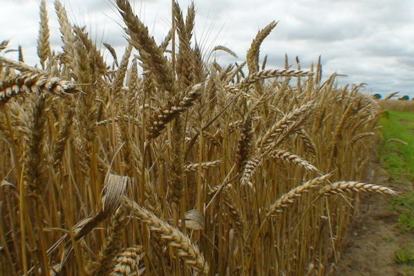 White soft wheat - beyond organic seeds