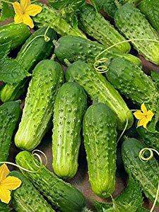 National Pickling Cucumber - beyond organic seeds