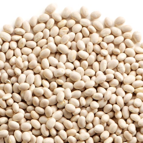 Navy bean seeds - beyond organic seeds