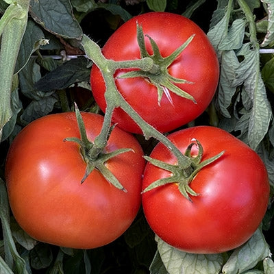 New yorker tomato