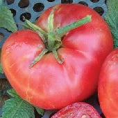 Big dwarf heirloom tomato - beyond organic seeds