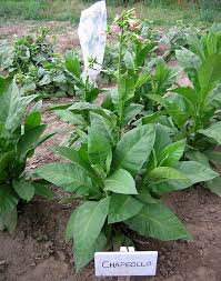 Chapeollo tobacco - beyond organic seeds