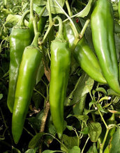 Nu mex sandia hot pepper - beyond organic seeds