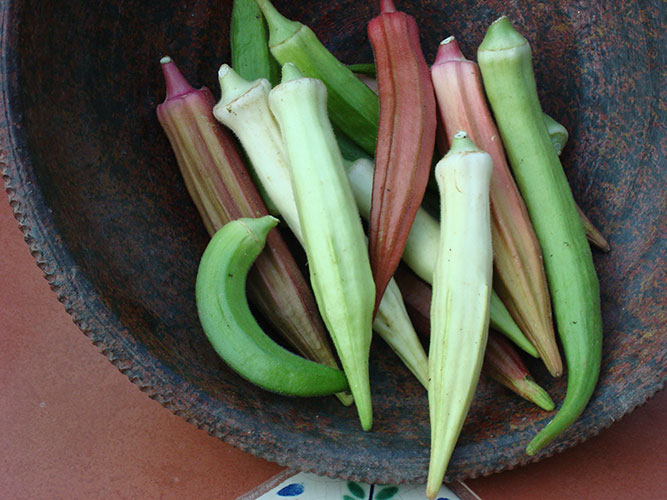 Rainbow fiesta okra - beyond organic seeds