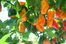 Habenro pepper assortment - beyond organic seeds