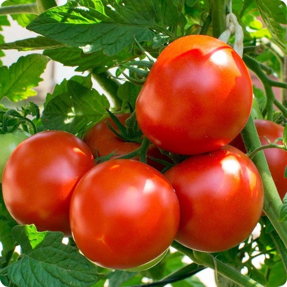Oregon spring tomatoes