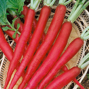 Cincinnati Red Radish - beyond organic seeds