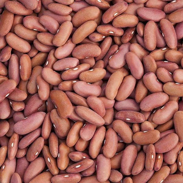 Light red kidney bean seeds - beyond organic seeds