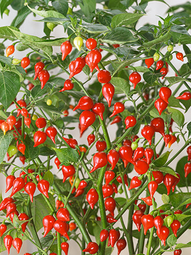 Biquinho red pepper