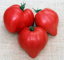 Pink ox heart tomato