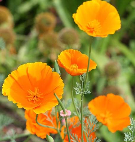 California orange poppy - beyond organic seeds