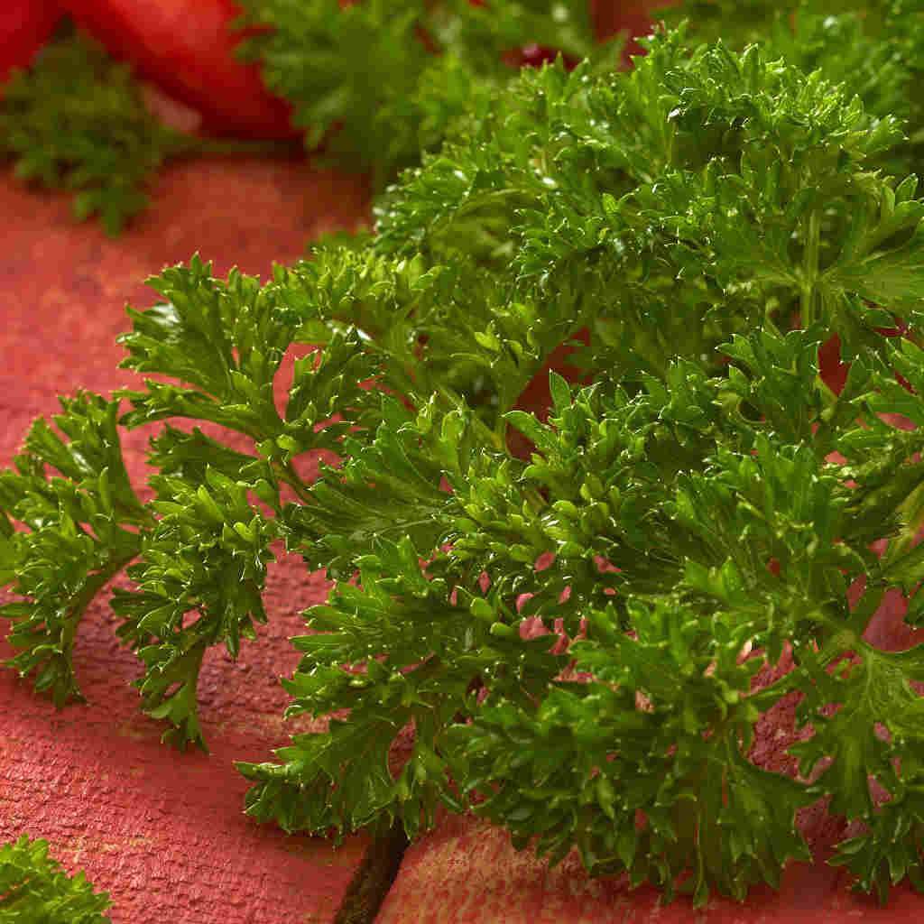 Evergreen parsley - beyond organic seeds