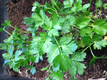 Plain flat single curled parsley - beyond organic seeds