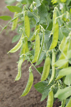 Yellow Sprouting Peas - beyond organic seeds