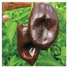 Mulato Isleno Heirloom Pepper - beyond organic seeds