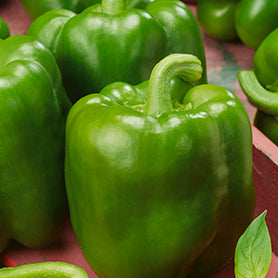 Emerald giant pepper - beyond organic seeds