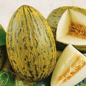 Piel de Sapo Heirloom Melon - beyond organic seeds