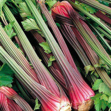 Pink Plume Celery - beyond organic seeds