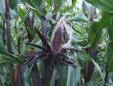 Double red sweet corn