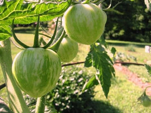 Giant green zebra tomato - beyond organic seeds