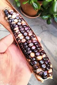 Big horse spotted corn) - beyond organic seeds