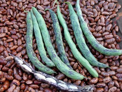 Rattlesnake pole beans - beyond organic seeds