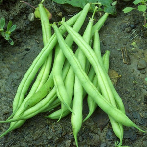 Provider green bush bean - beyond organic seeds