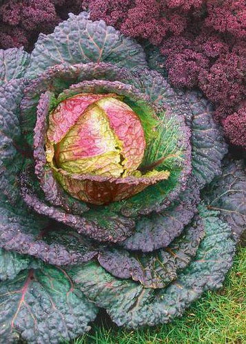 Purple Savory Heirloom Cabbage - beyond organic seeds