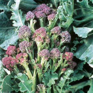 Early Purple Sprouting Broccoli - beyond organic seeds
