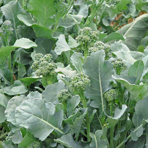 Early Fall Broccoli Rabe - beyond organic seeds