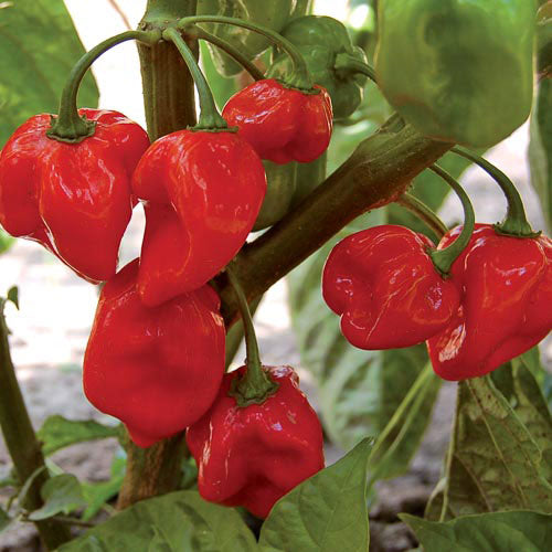 Sweet red habanero pepper - beyond organic seeds